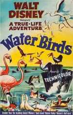 Watch Water Birds (Short 1952) Fmovies