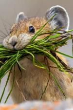 Watch Summer: Earth\'s Seasonal Secrets Fmovies