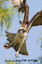 Watch National Geographic: Wild Surviving The Jungle Fmovies