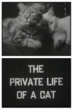 Watch The Private Life of a Cat (Short 1946) Fmovies