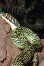 Watch National Geographic Snakes that Fly Fmovies