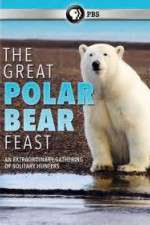 Watch The Great Polar Bear Feast Fmovies