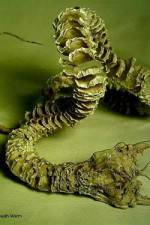 Watch Mongolian Death Worm Fmovies
