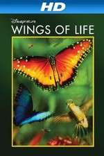 Watch Pollen Fmovies