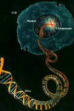 Watch Horizon: Miracle Cure? A Decade of the Human Genome Fmovies