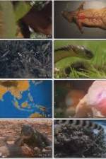 Watch National Geographic Wild : Deadliest Animals Asia Pacific Fmovies