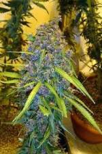 Watch Marijuana: It’s Time for a Conversation Fmovies