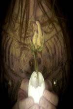 Watch A Zebra for Sally Fmovies