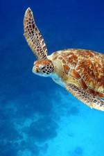 Watch Turtle Fmovies