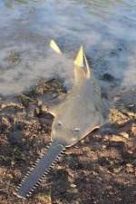 Watch National Geographic Hooked: Chainsaw Fish Fmovies