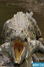 Watch National Geographic Mother Croc Fmovies