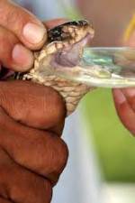 Watch History Channel Evolve: Venom Fmovies