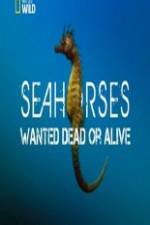 Watch National Geographic - Wild Seahorses Wanted Dead Or Alive Fmovies