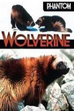 Watch National Geographic  Phantom Wolverine Fmovies