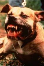 Watch Dogfighting Undercover Fmovies