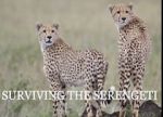 Watch Surviving the Serengeti Fmovies