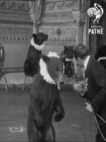Watch Trained Bears Fmovies
