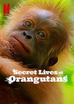Watch Secret Lives of Orangutans Fmovies