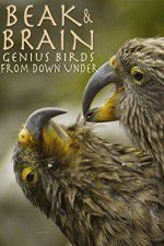 Watch Beak & Brain - Genius Birds from Down Under Fmovies