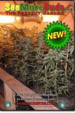 Watch SeeMoreBuds: Vol. 3 Fmovies