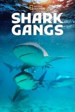Watch Shark Gangs Fmovies