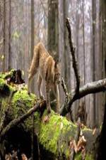 Watch National Geographic Wild Balkans Fmovies