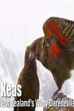 Watch Keas: New Zealand\'s Witty Daredevils Fmovies