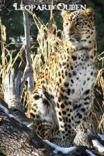 Watch National Geographic Leopard Queen Fmovies