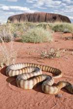 Watch DEADLY PREDATORS.AUSTRALIAN PYTHONS Fmovies