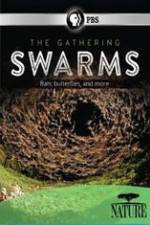 Watch Nature The Gathering Swarms Fmovies