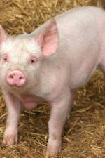 Watch Patent For A Pig: The Big Business of Genetics Fmovies