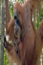 Watch Refugees Of The Lost Rainforest Fmovies