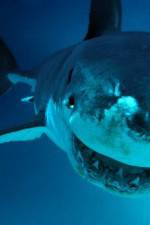 Watch National Geographic. Shark attacks investigated Fmovies