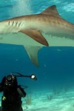 Watch Dive To Tiger Shark Central Fmovies