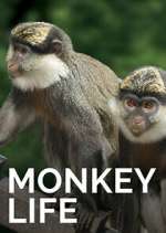 Watch Monkey Life Fmovies