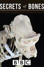 Watch Secrets of Bones Fmovies