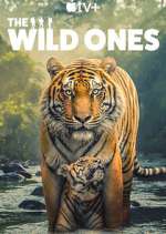 Watch The Wild Ones Fmovies