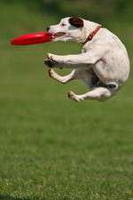 Watch Dogs 101: New Tricks Fmovies