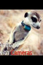 Watch Animals with Cameras Fmovies