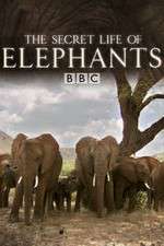 Watch The Secret Life of Elephants Fmovies