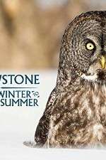 Watch Yellowstone Wildest Winter to Blazing Summer Fmovies