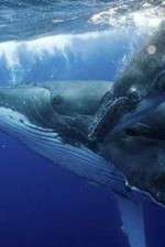 Watch Big Blue Live Fmovies