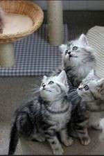 Watch The Secret Life of Kittens Fmovies