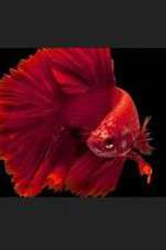 Watch Thailand: Earth's Tropical Paradise Fmovies