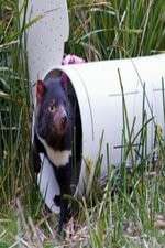 Watch Aussie Animal Island Fmovies