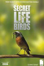 Watch Iolo's Secret Life of Birds Fmovies