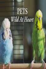 Watch Pets - Wild at Heart Fmovies