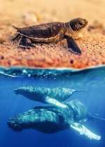 Watch Australia\'s Wild Moments Fmovies