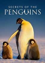 Watch Secrets of the Penguins Fmovies