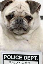 Watch Secret Life of Dogs Fmovies